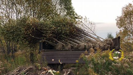 Саженцы Берёзы