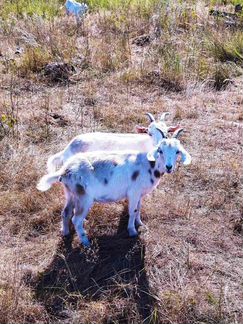 Продам коз на выбор и бычка 1 месяц - фотография № 3