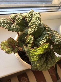 Бегония Мэсона