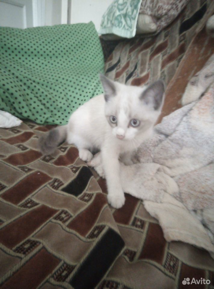 Котенок ищет дом