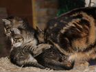 Котенок бенгальской кошки - метис