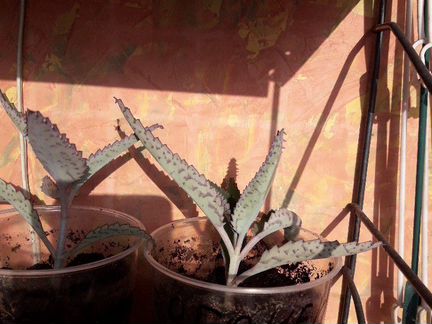 Каланхоэ, диффенбахия, кактусята