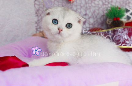 Удивительная серебристая шиншилла