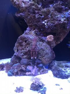 Морской мини аквариум