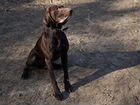 Собака для фотосессии (курцхаар) объявление продам
