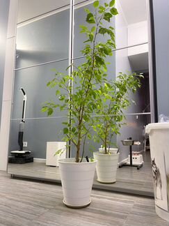 Фикус бенджамина 90см