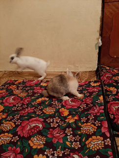Кролики