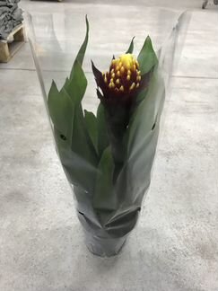 Гузмания Вариада. Доставка