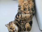 Шотландский кот вязка бесплатно объявление продам
