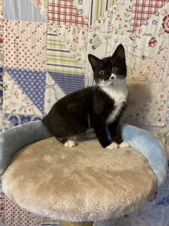 Котенок девочка