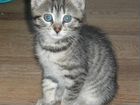 Котята от кошки порода турецкая ангора объявление продам