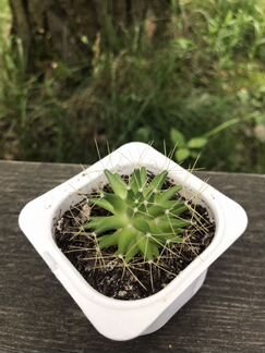 Маммиллярия 2 вида Кактус с мягкими иголочками