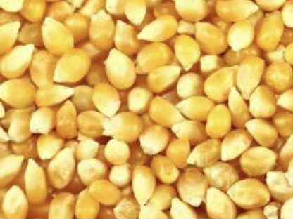 Кукуруза фуражная. Кукуруза (зерно). Кукуруза (зерно). Комбикорм кукуруза. Кукуруза попкорн.