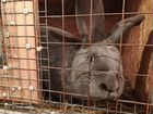 Кролики помесные (калифорния + строкач) объявление продам