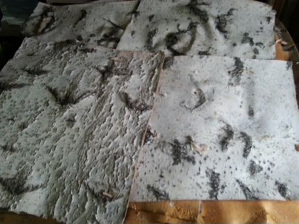 Листы бересты для панелей