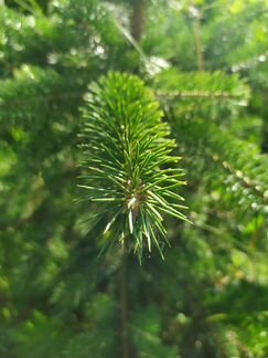 Ель голубая