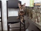 Бенгальская Кошка объявление продам