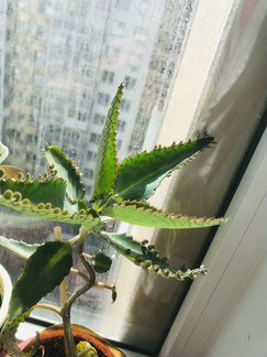 Семена Каланхоэ лечебного (Дегремона)